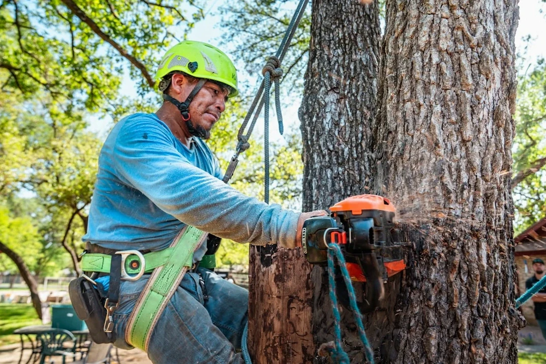 Large Tree Limb Removal service in Huntsville, AL