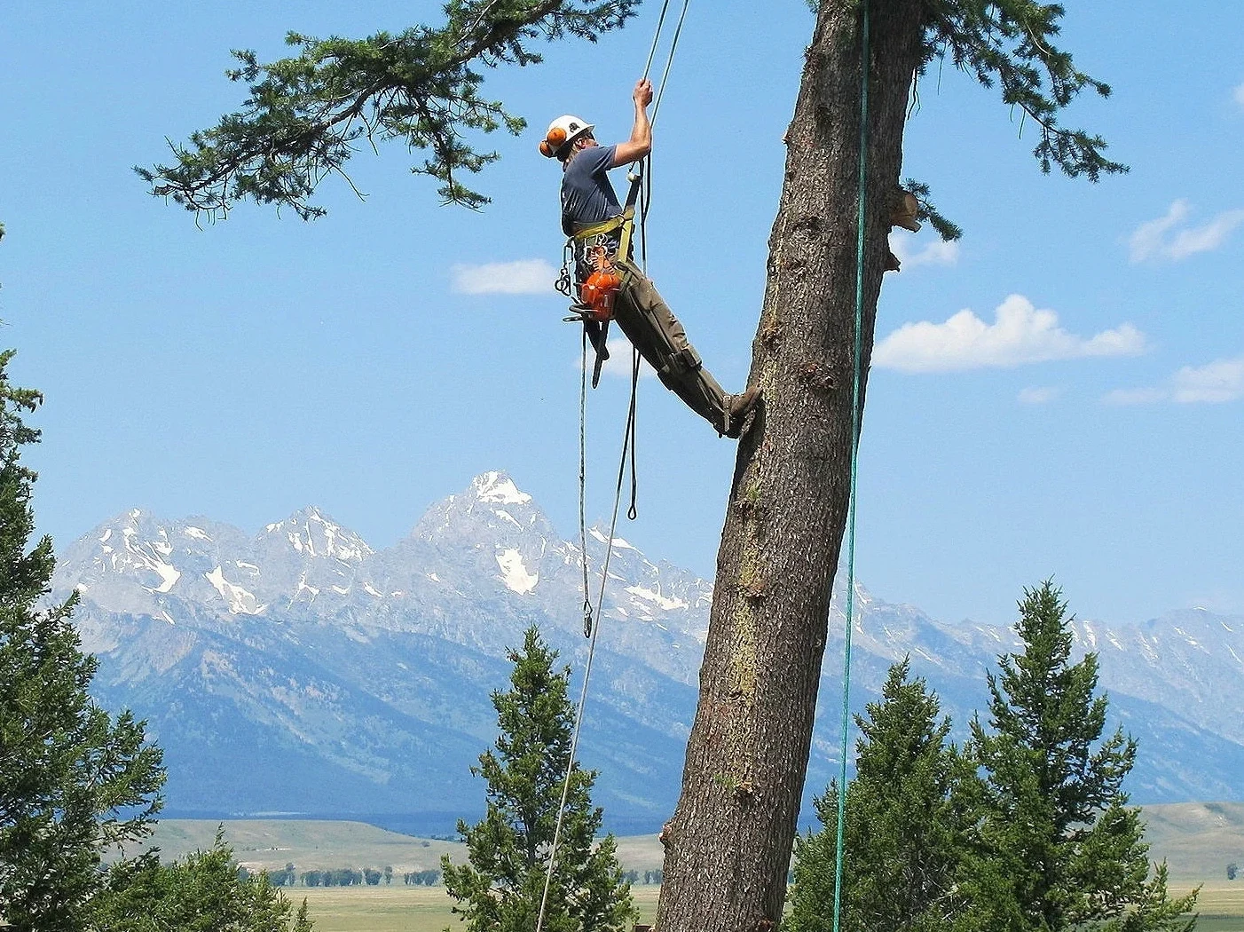 View Enhancement Pruning service in Huntsville, AL